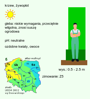 wymagania uprawowe Rosa (róża)