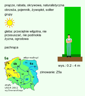 wymagania uprawowe Rosa hort. (róża (ogr.))