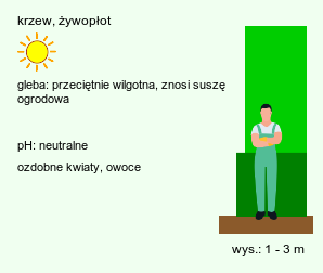 wymagania uprawowe Rosa glauca (róża czerwonawa)