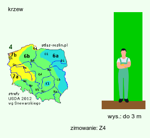 wymagania uprawowe Rubus odoratus (jeżyna pachnąca)