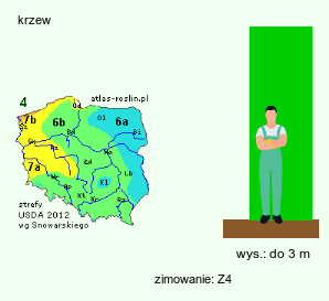 wymagania uprawowe Rubus odoratus (jeżyna pachnąca)