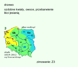 wymagania uprawowe Sorbus aucuparia (jarząb pospolity)