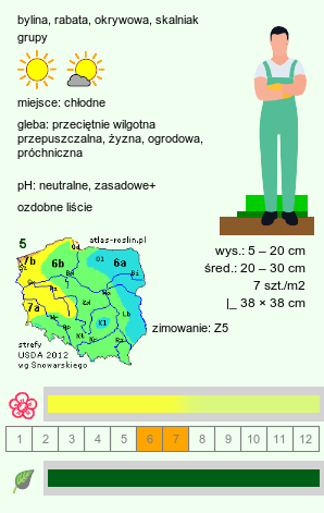 wymagania uprawowe Alchemilla erythropoda (przywrotnik czerwonołodygowy)