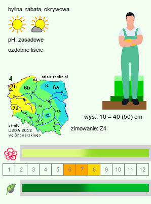 wymagania uprawowe Alchemilla micans (przywrotnik połyskujący)