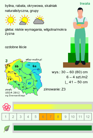 wymagania uprawowe Alchemilla mollis (przywrotnik miękki)