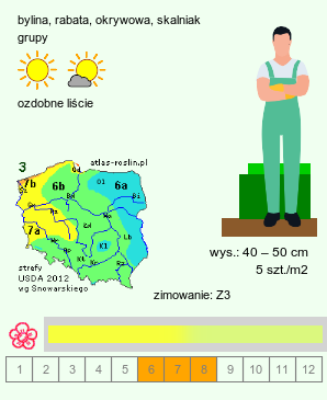 wymagania uprawowe Alchemilla xanthochlora (przywrotnik żółtawozielony)