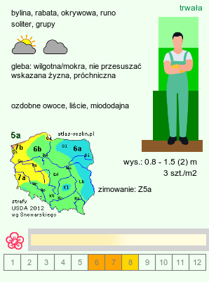 wymagania uprawowe Aruncus (parzydło)