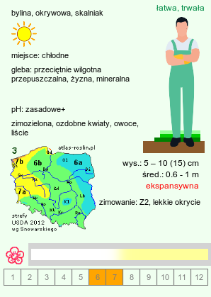 wymagania uprawowe Dryas octopetala (dębik ośmiopłatkowy)