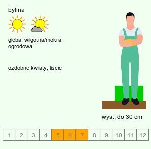 wymagania uprawowe Sanguisorba minor s.str. (krwiściąg mniejszy)
