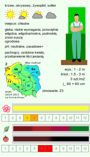 wymagania uprawowe Ribes aureum (porzeczka złota)