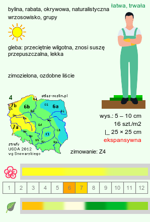 wymagania uprawowe Sedum acre (rozchodnik ostry)