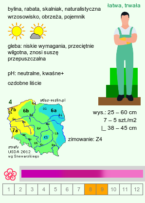 wymagania uprawowe Hylotelephium vulgare (rozchodnik karpacki)