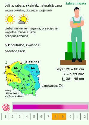 wymagania uprawowe Hylotelephium telephium ssp. fabaria (rozchodnik karpacki)