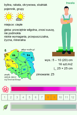 wymagania uprawowe Hylotelephium cauticola (rozchodnik naskalny)