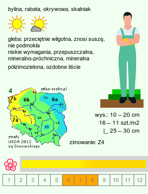 wymagania uprawowe Phedimus kamtschaticus (rozchodnik kamczacki)