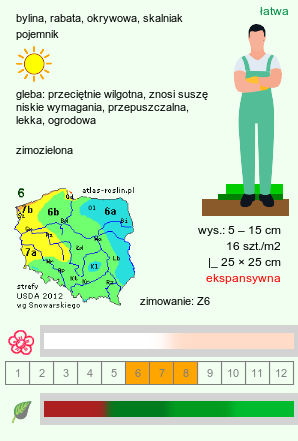 wymagania uprawowe Sedum laconicum (rozchodnik lakonjski)