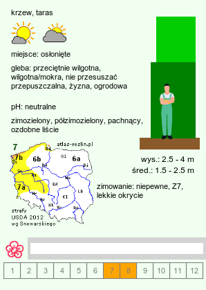 wymagania uprawowe Itea ilicifolia (itea ostrokrzewolistna)