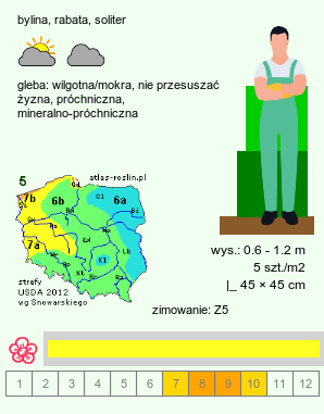 wymagania uprawowe Kirengeshoma palmata (kirengeszoma dłoniasta)