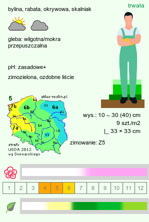 wymagania uprawowe Saxifraga ×urbium (skalnica cieniolubna)