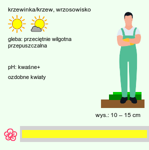 wymagania uprawowe Cytisus decumbens (szczodrzeniec płożący)