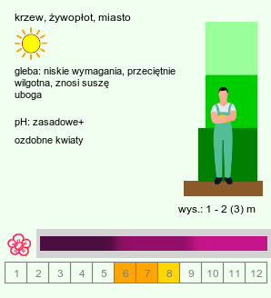 wymagania uprawowe Amorpha fruticosa (amorfa krzewiasta)