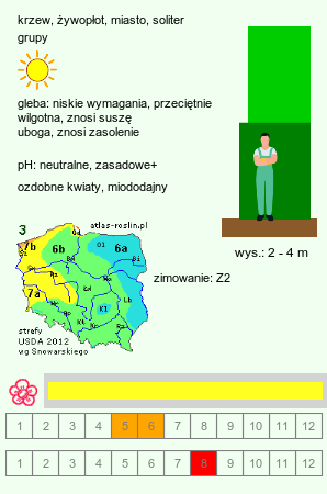 wymagania uprawowe Caragana arborescens (karagana syberyjska)