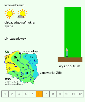 wymagania uprawowe Cladrastis kentukea (strączyn żółty)