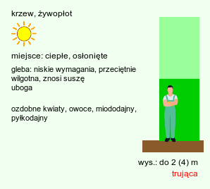 wymagania uprawowe Colutea arborescens (moszenki południowe)