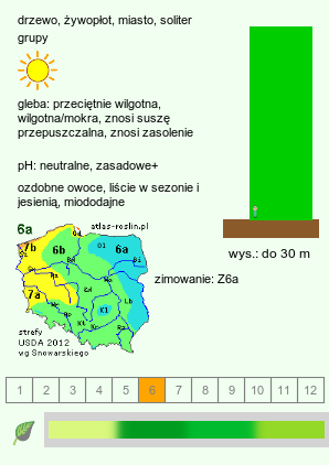 wymagania uprawowe Gleditsia triacanthos (glediczja trójcierniowa)