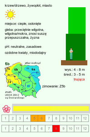 wymagania uprawowe Laburnum anagyroides (złotokap pospolity)