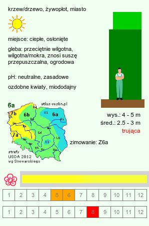 wymagania uprawowe Laburnum alpinum (złotokap alpejski)