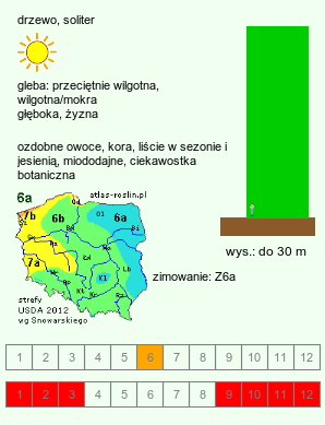 wymagania uprawowe Gymnocladus dioica (kłęk amerykański)