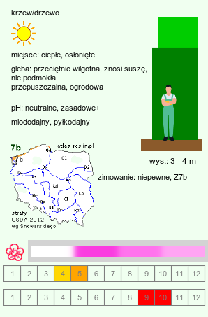 wymagania uprawowe Cercis (judaszowiec)