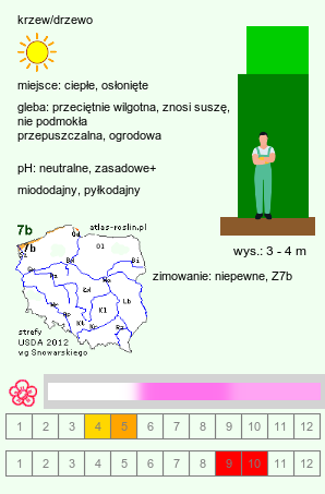 wymagania uprawowe Cercis siliquastrum (judaszowiec południowy)