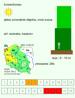 wymagania uprawowe Robinia viscosa (robinia lepka)