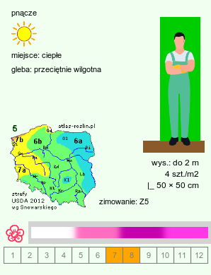 wymagania uprawowe Lathyrus latifolius (groszek szerokolistny)