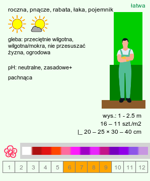 wymagania uprawowe Lathyrus odoratus (groszek pachnący)