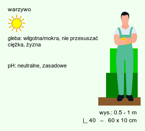 wymagania uprawowe Vicia faba ssp. faba (bób)