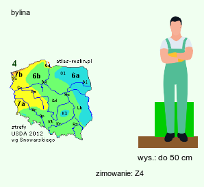 wymagania uprawowe Trifolium ochroleucon (koniczyna żółtobiała)