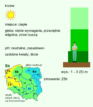 wymagania uprawowe Cotinus coggygria (perukowiec podolski)