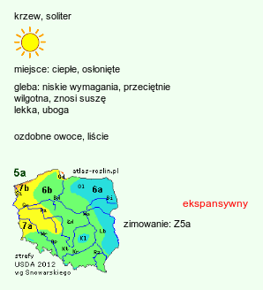 wymagania uprawowe Rhus typhina (sumak octowiec)