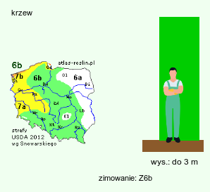 wymagania uprawowe Orixa japonica (oriksa japońska)