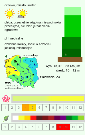 wymagania uprawowe Acer platanoides (klon pospolity)