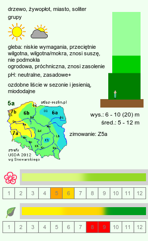 wymagania uprawowe Acer campestre (klon polny)