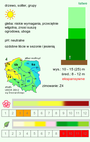 wymagania uprawowe Acer negundo (klon jesionolistny)