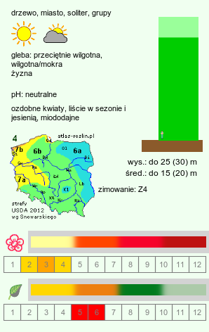 wymagania uprawowe Acer saccharinum (klon srebrzysty)