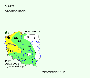 wymagania uprawowe Acer buergerianum (klon trójzębny)