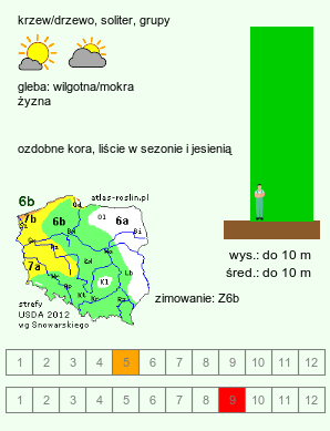 wymagania uprawowe Acer ×conspicuum (klon wyrazisty)