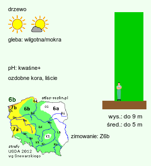 wymagania uprawowe Acer griseum (klon strzępiastokory)