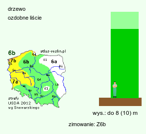 wymagania uprawowe Acer opalus (klon włoski)